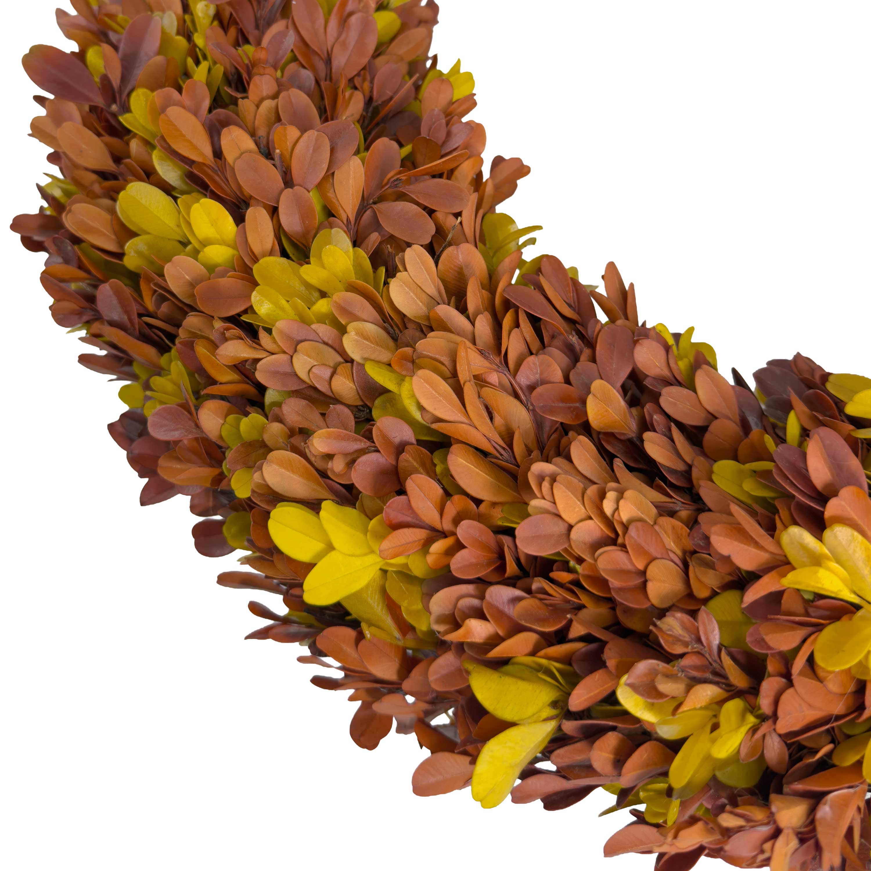 20" Preserved Boxwood Wreath, Autumn