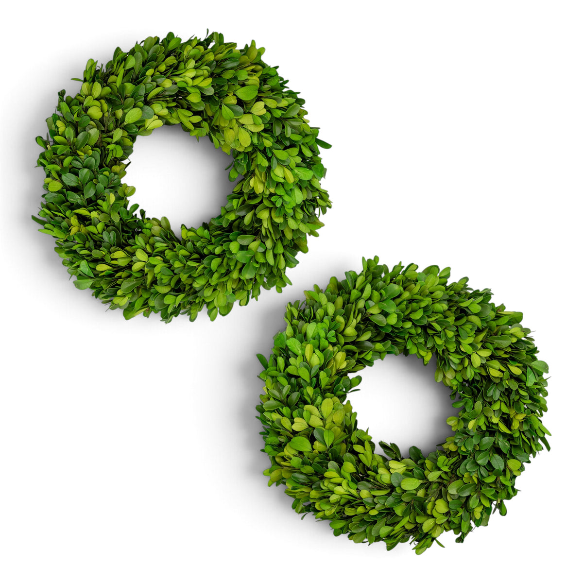 Two round green real preserved boxwood wreaths on a plain white background.
