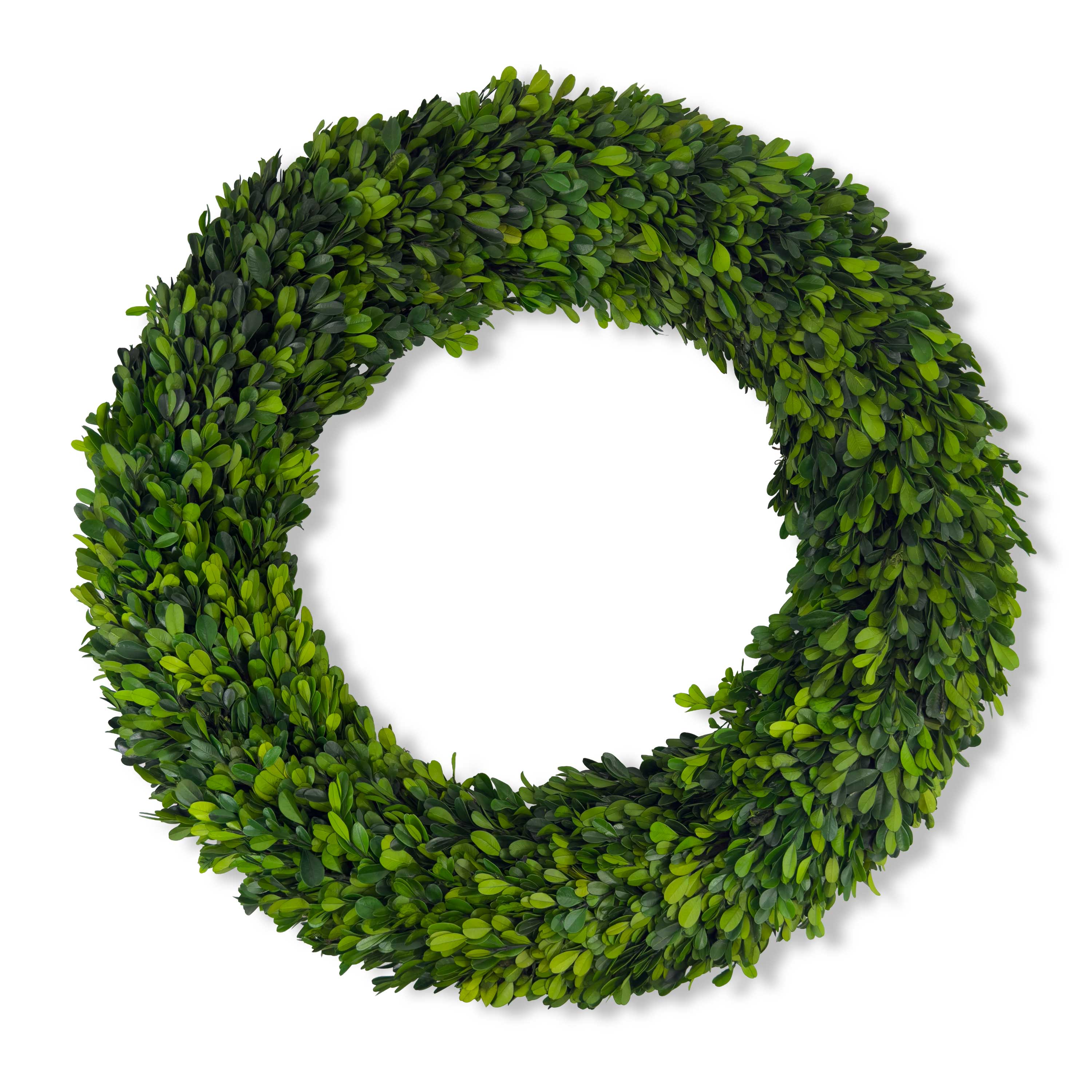 24" Preserved Boxwood Wreath
