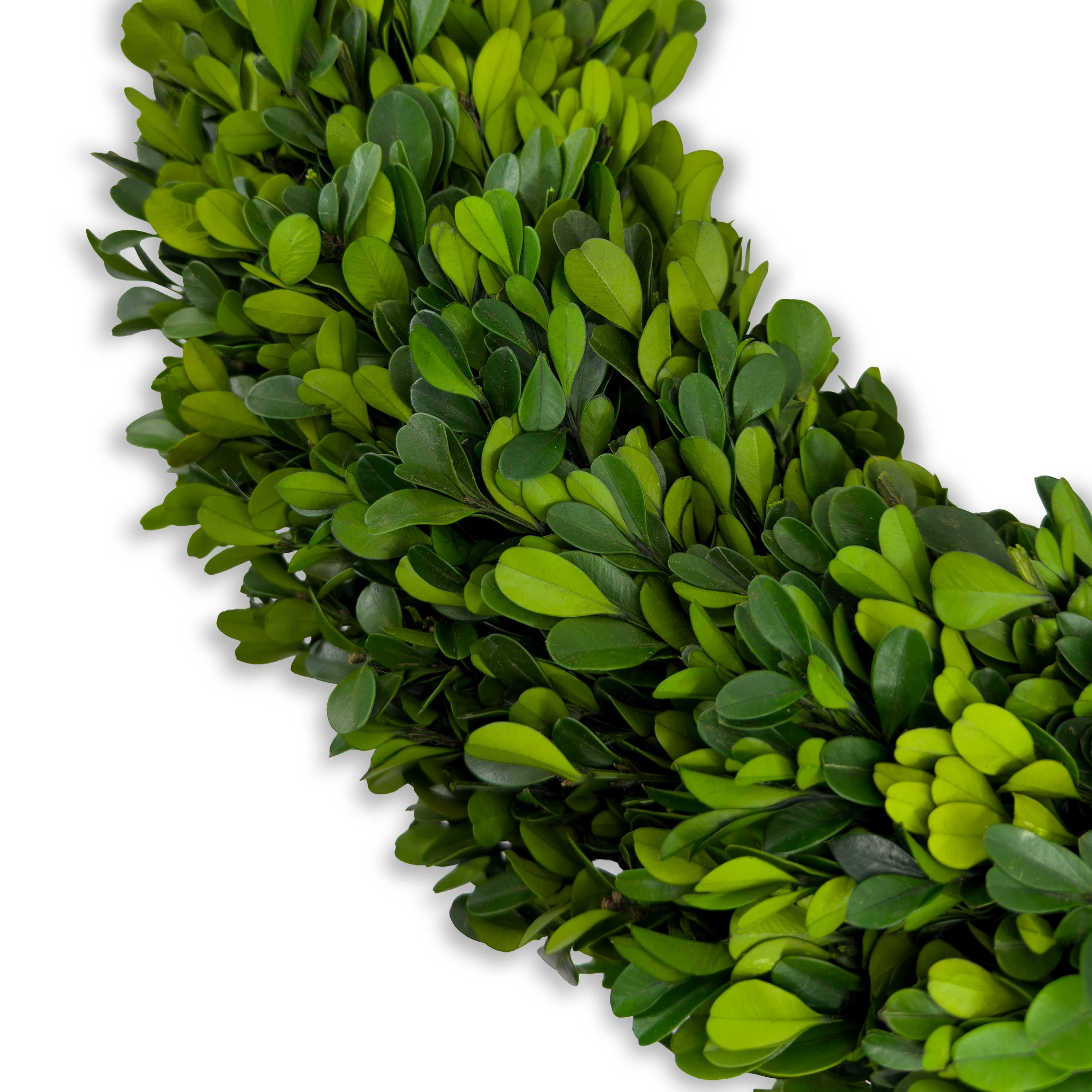 24" Preserved Boxwood Wreath