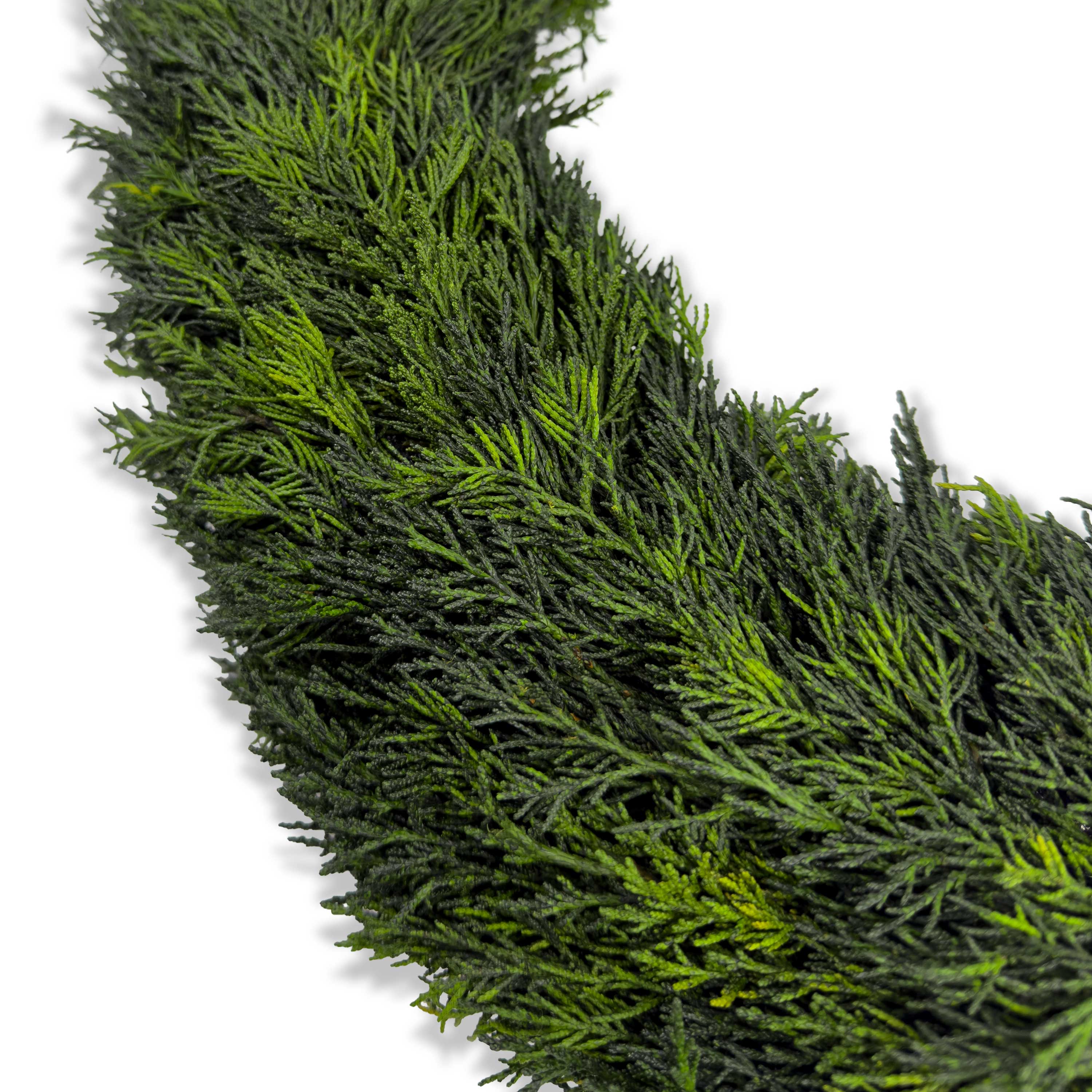 24" Preserved Cypress Wreath