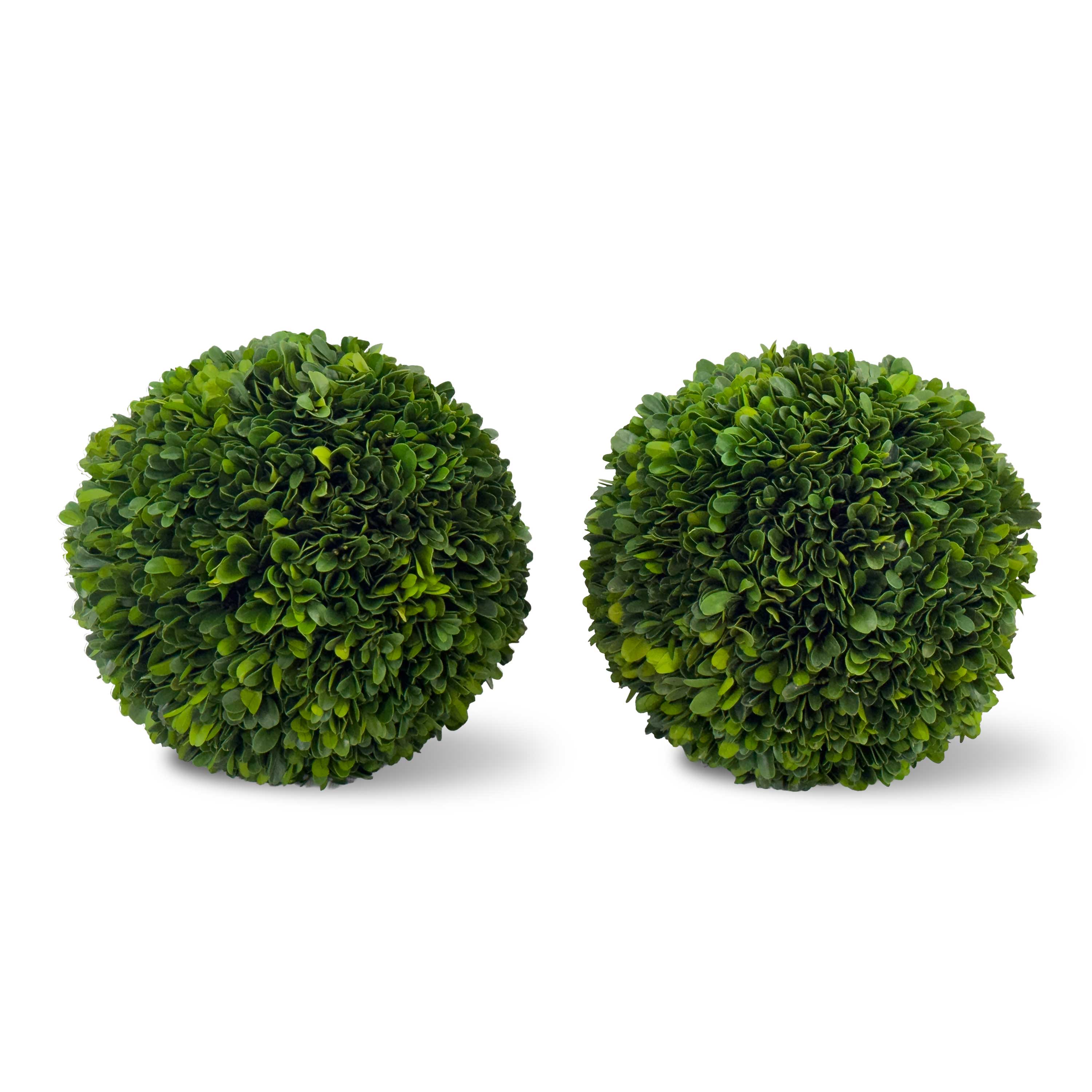 8" Preserved Boxwood Ball, 2Pk