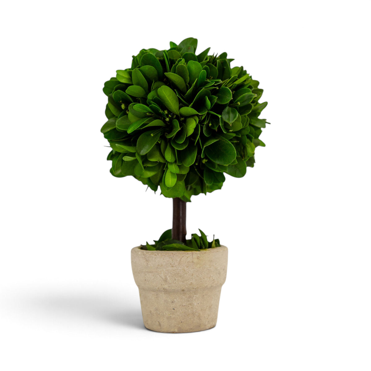 A small real preserved boxwood topiary tree with dense green foliage in a textured beige pot, shown on a clean white background.
