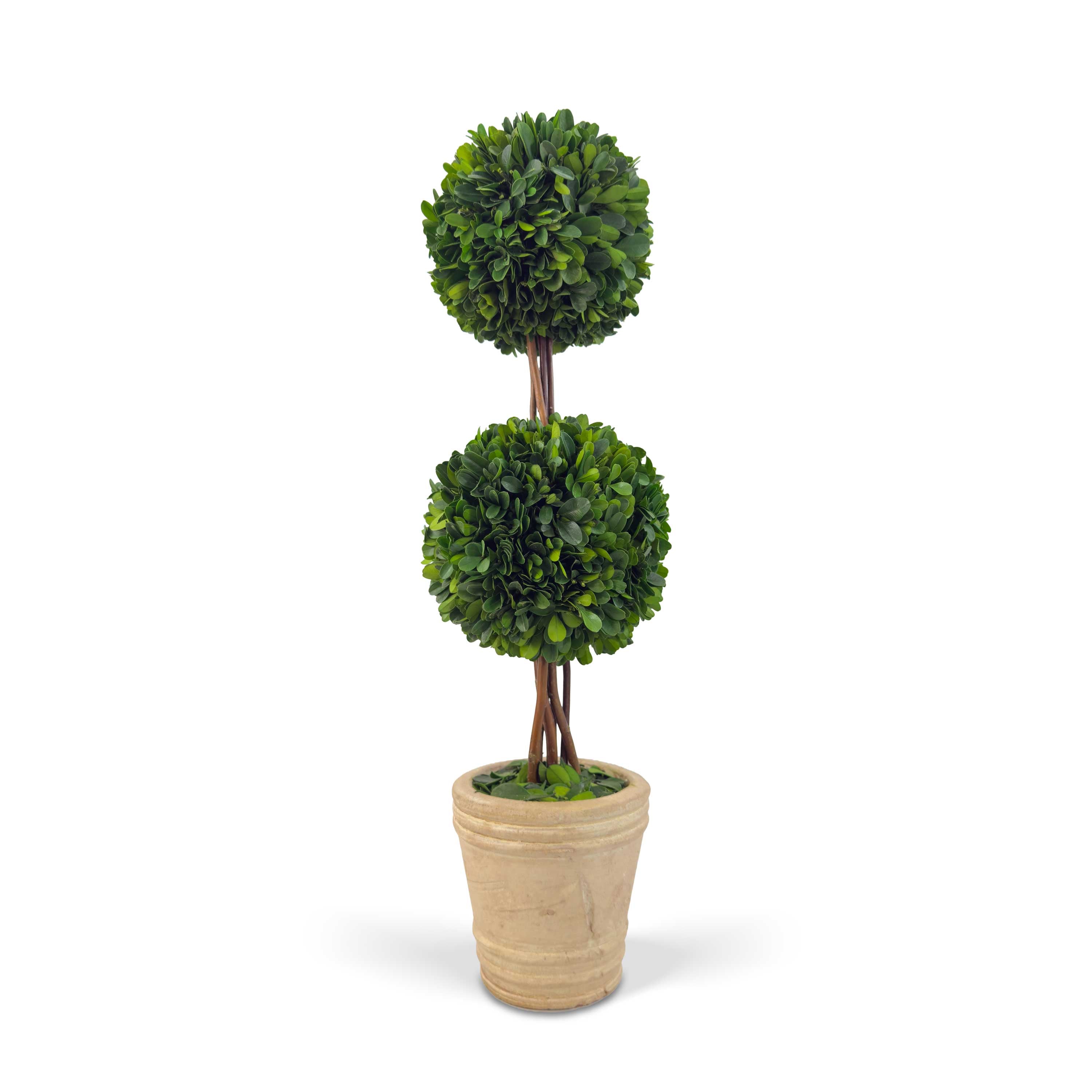 20" Preserved Double-Ball Boxwood Topiary