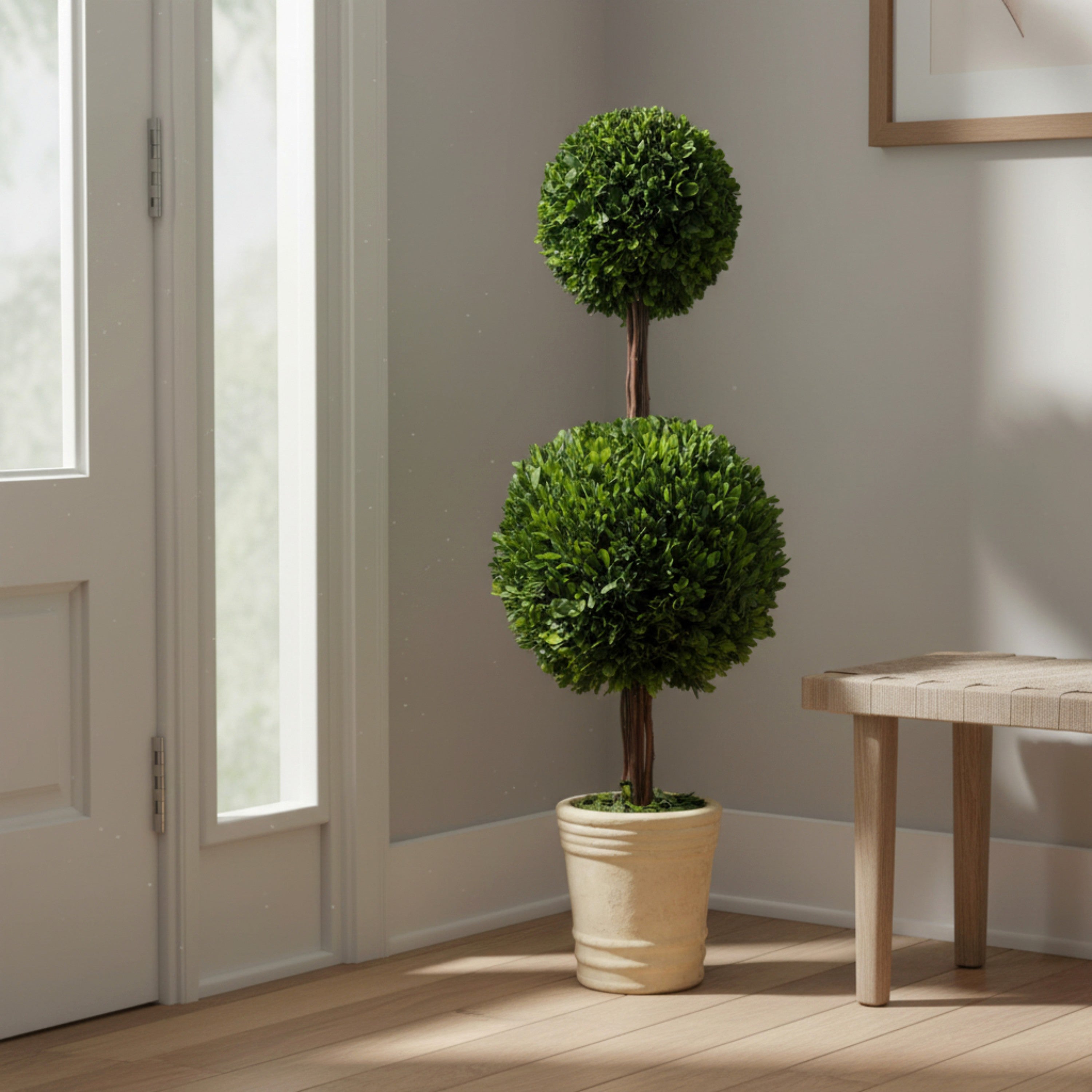 36" Preserved Double-Ball Boxwood Topiary
