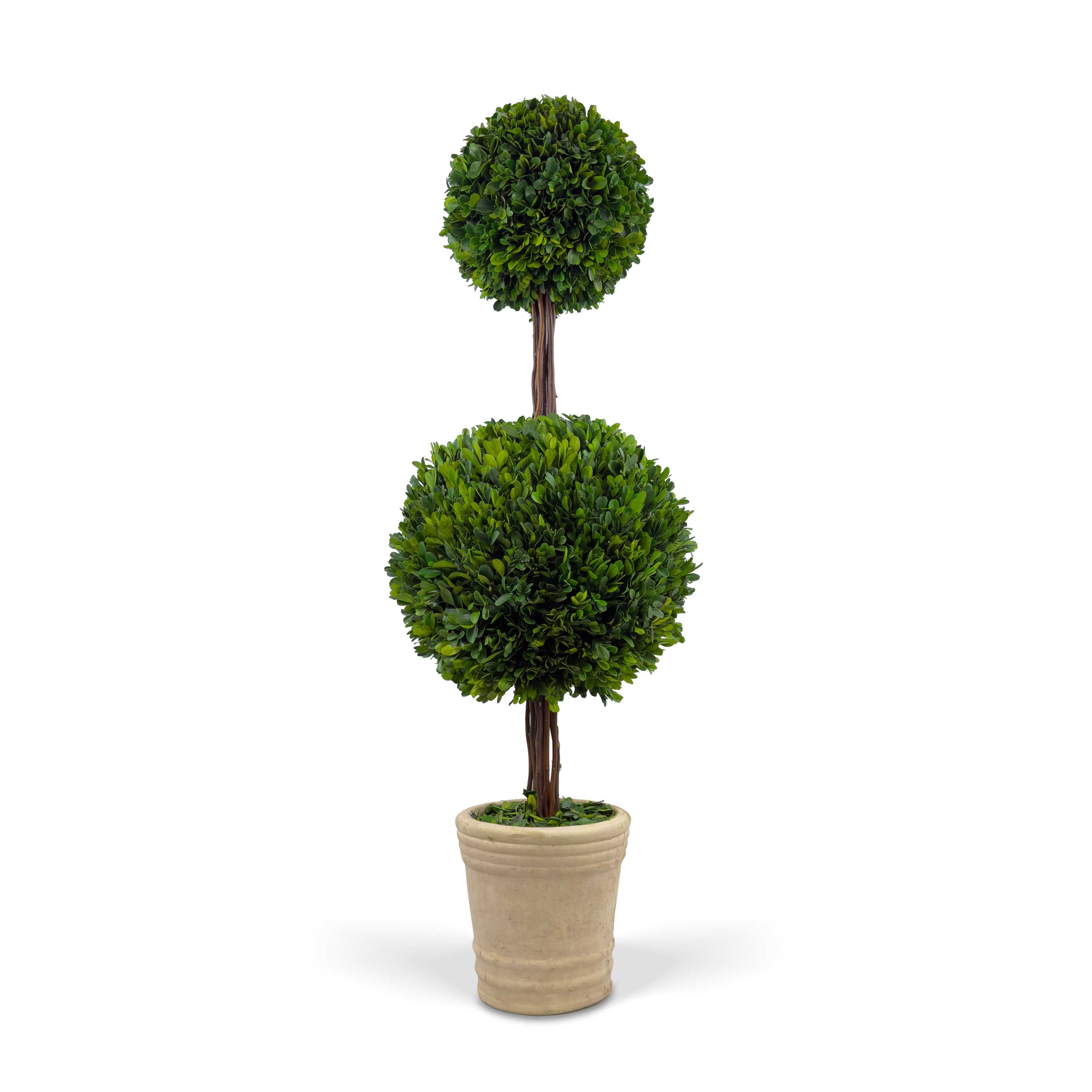 36" Preserved Double-Ball Boxwood Topiary