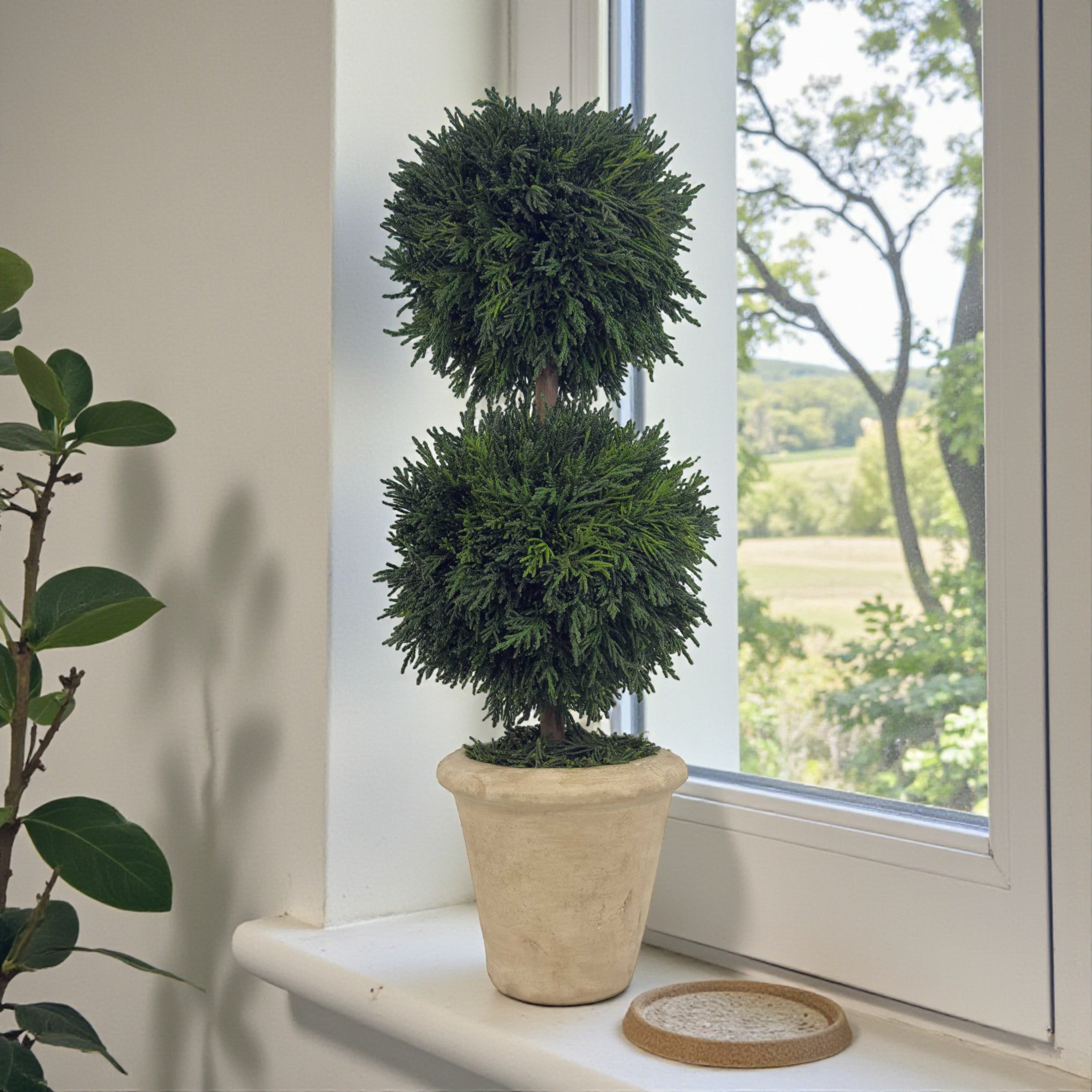 16" Preserved Double-Ball Cypress Topiary