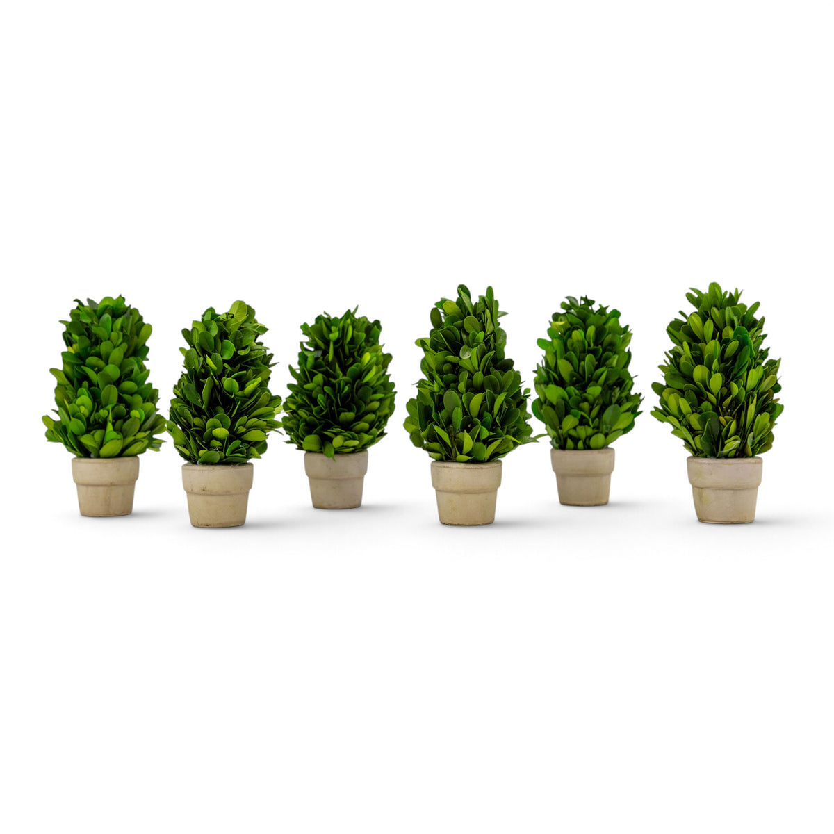 6" Preserved Boxwood Cone Topiary, 6Pk