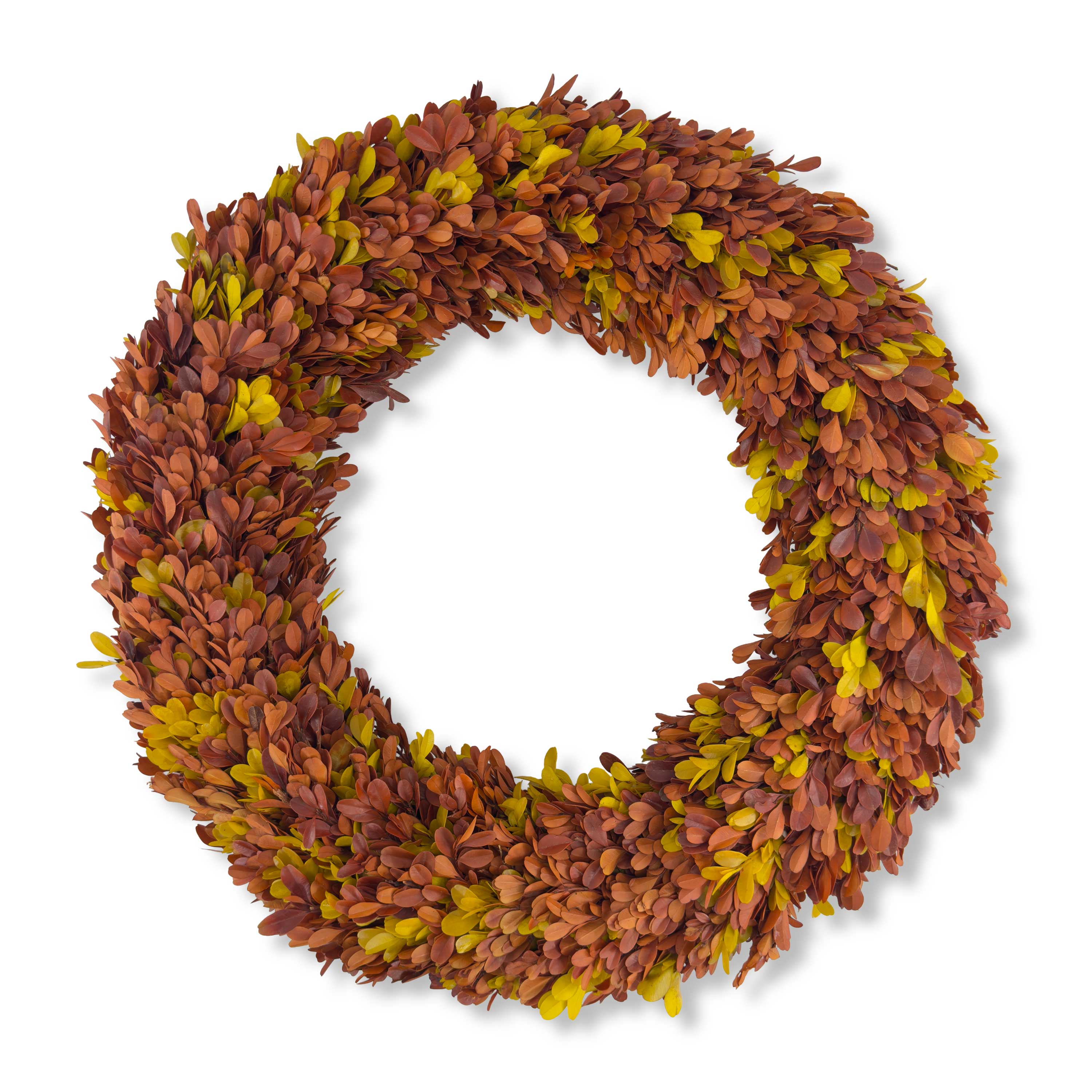 20" Preserved Boxwood Wreath, Autumn