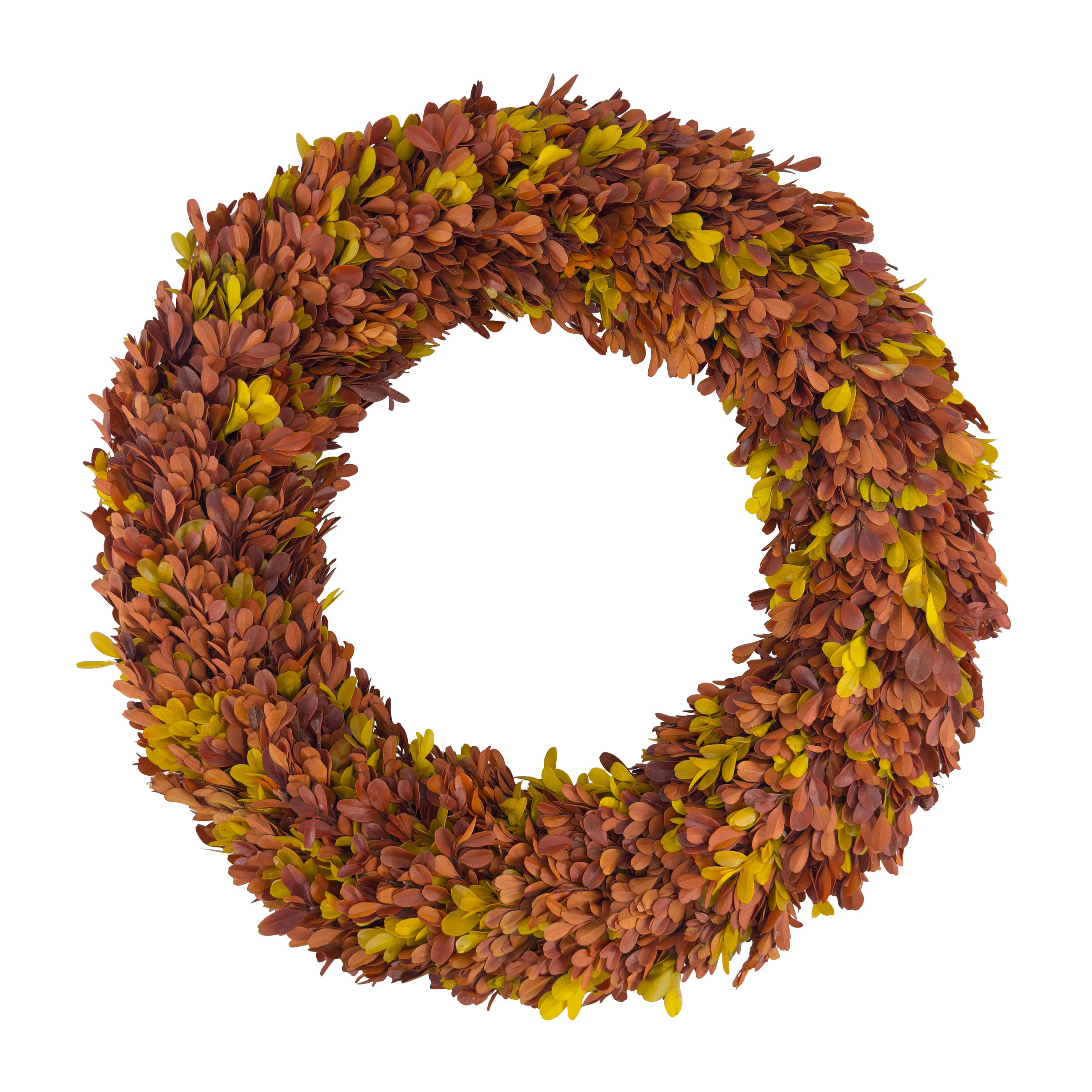 20" Preserved Boxwood Wreath, Autumn