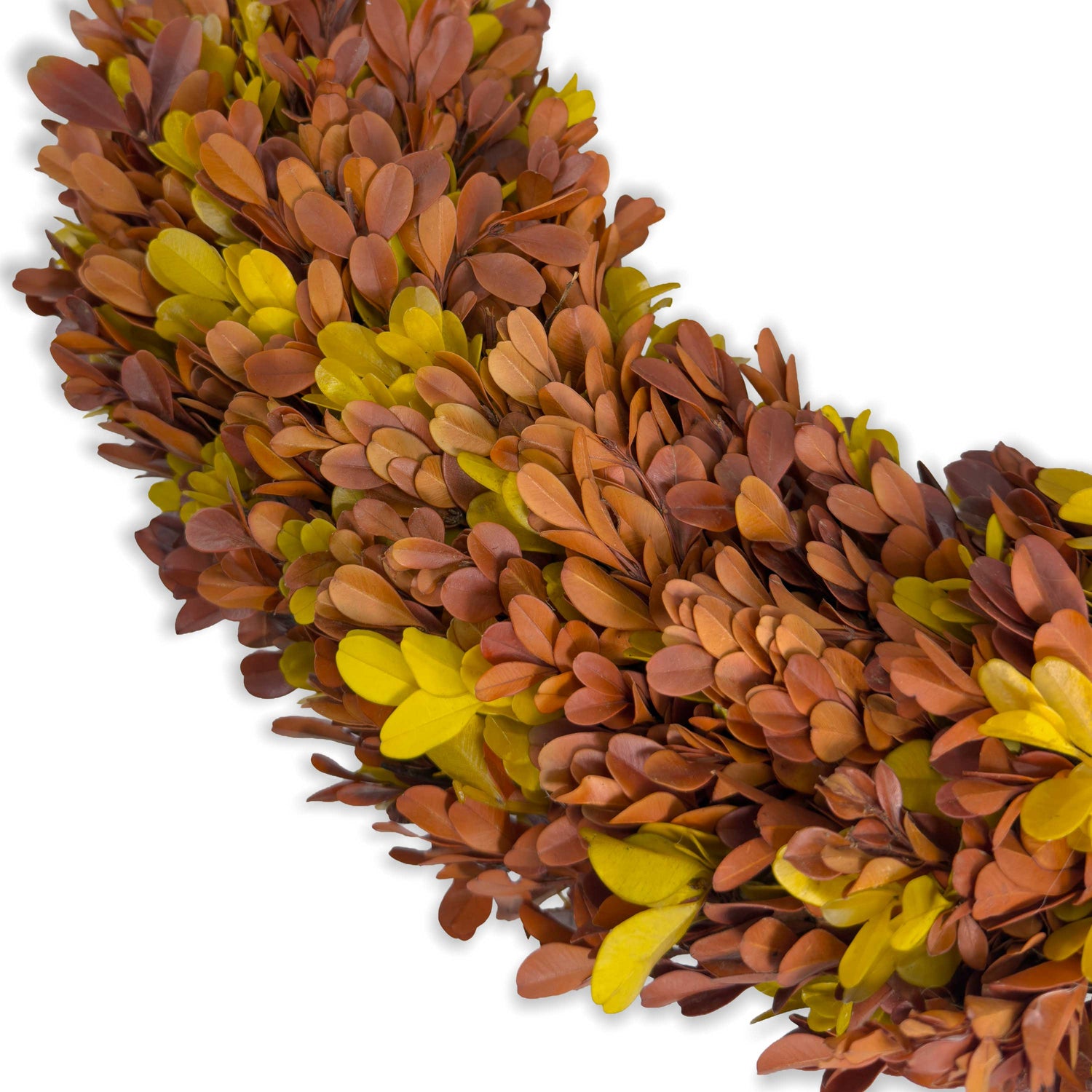 20" Preserved Boxwood Wreath, Autumn