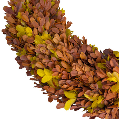20" Preserved Boxwood Wreath, Autumn