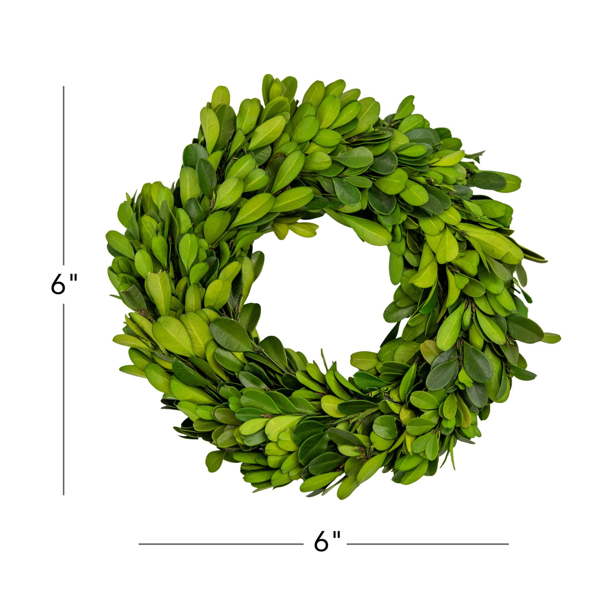 6" Preserved Boxwood Mini Ring Wreath, 3Pk