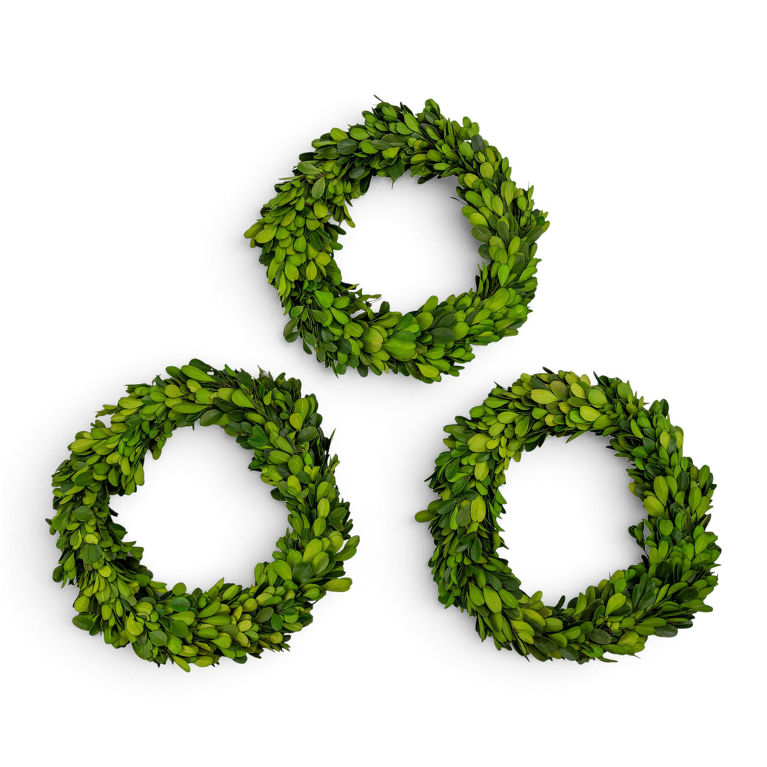 8" Preserved Boxwood Mini Ring Wreath, 3Pk