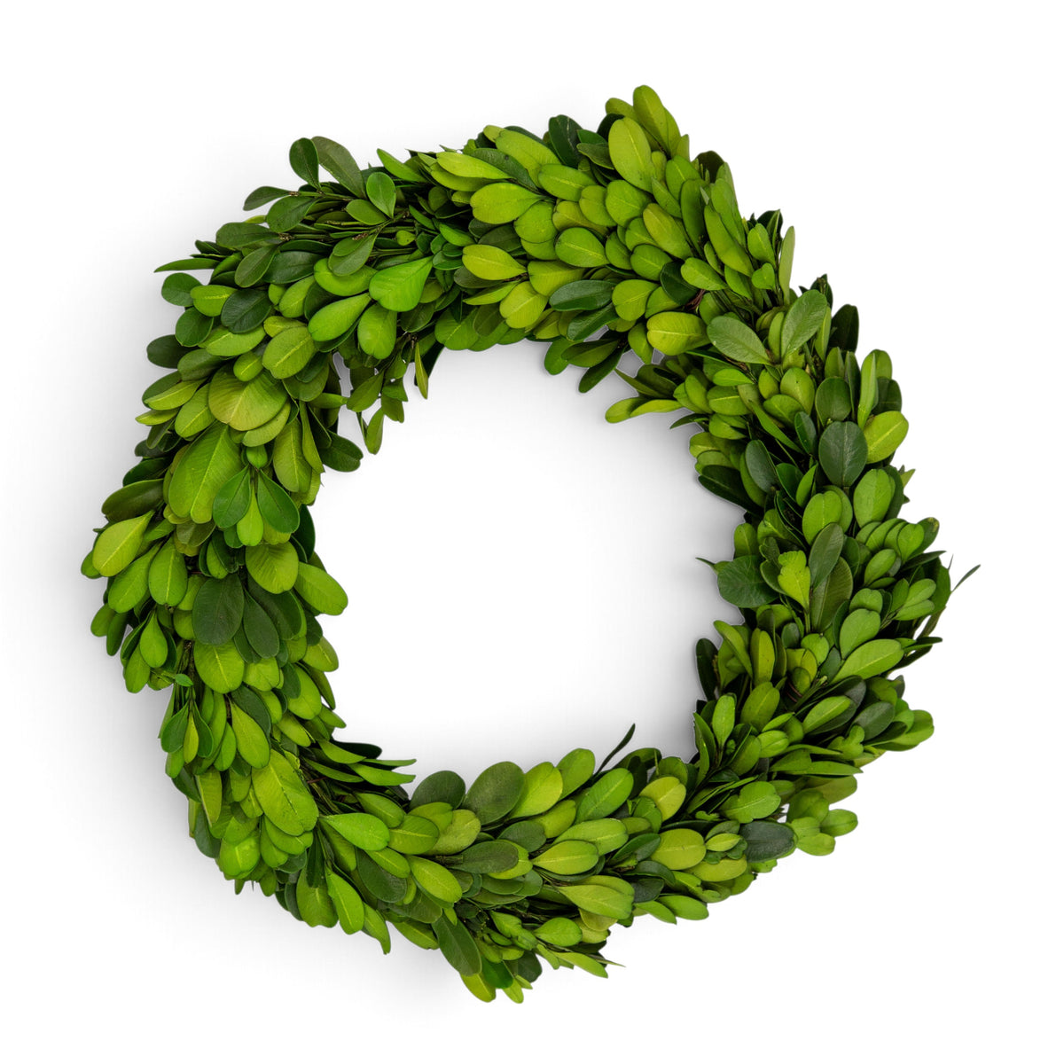 8" Preserved Boxwood Mini Ring Wreath, 3Pk