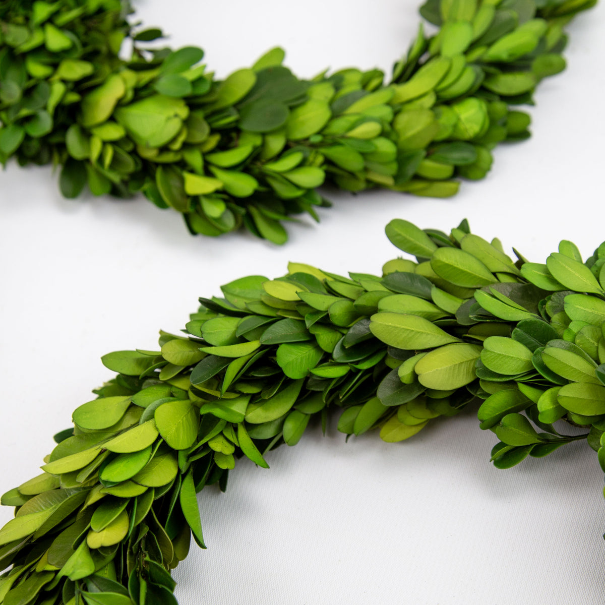 8" Preserved Boxwood Mini Ring Wreath, 3Pk