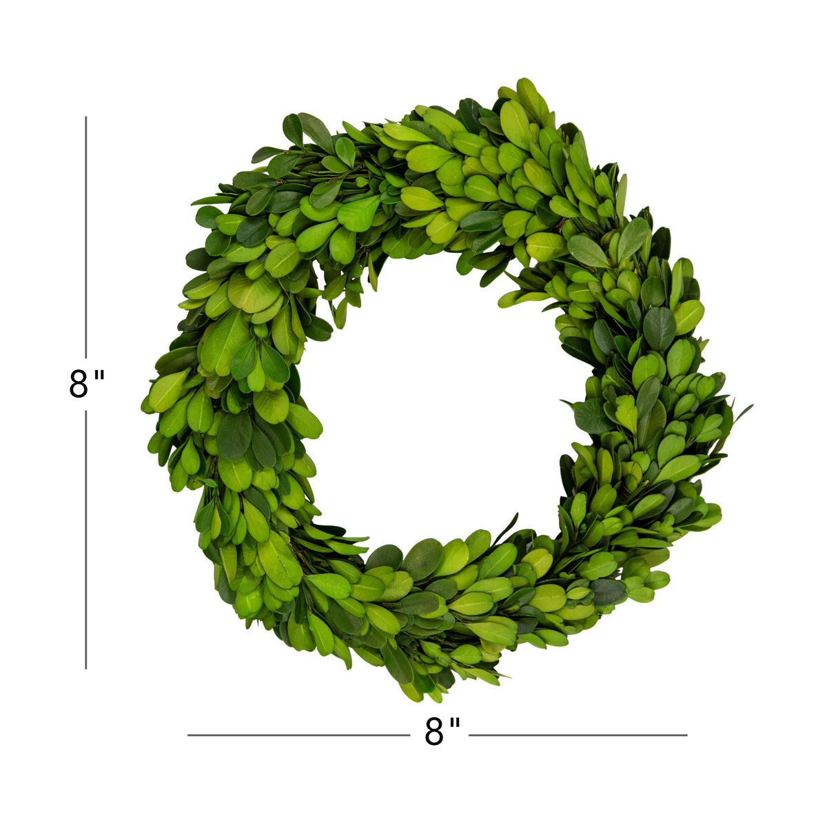 8" Preserved Boxwood Mini Ring Wreath, 3Pk