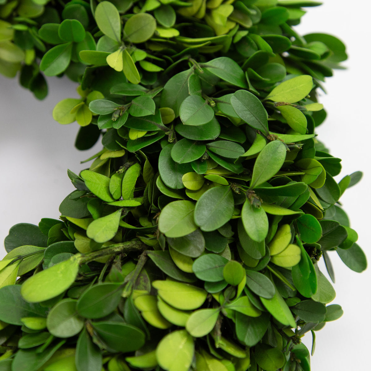 A close-up of a green leafy garland, likely boxwood, with dense oval-shaped leaves in various shades of green and light yellow-green, set against a plain white background.