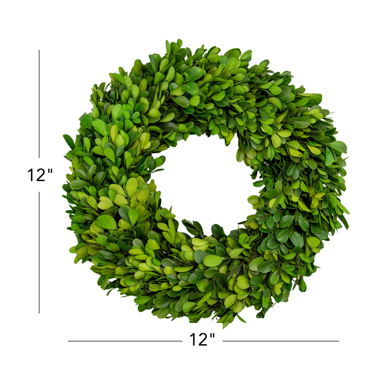 12" Preserved Boxwood Mini Ring Wreath, 2Pk