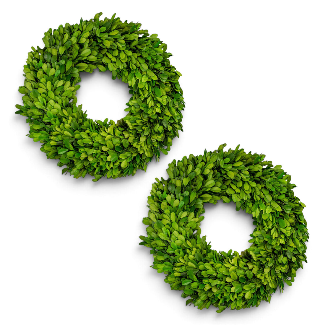 14" Preserved Boxwood Mini Ring Wreath, 2Pk