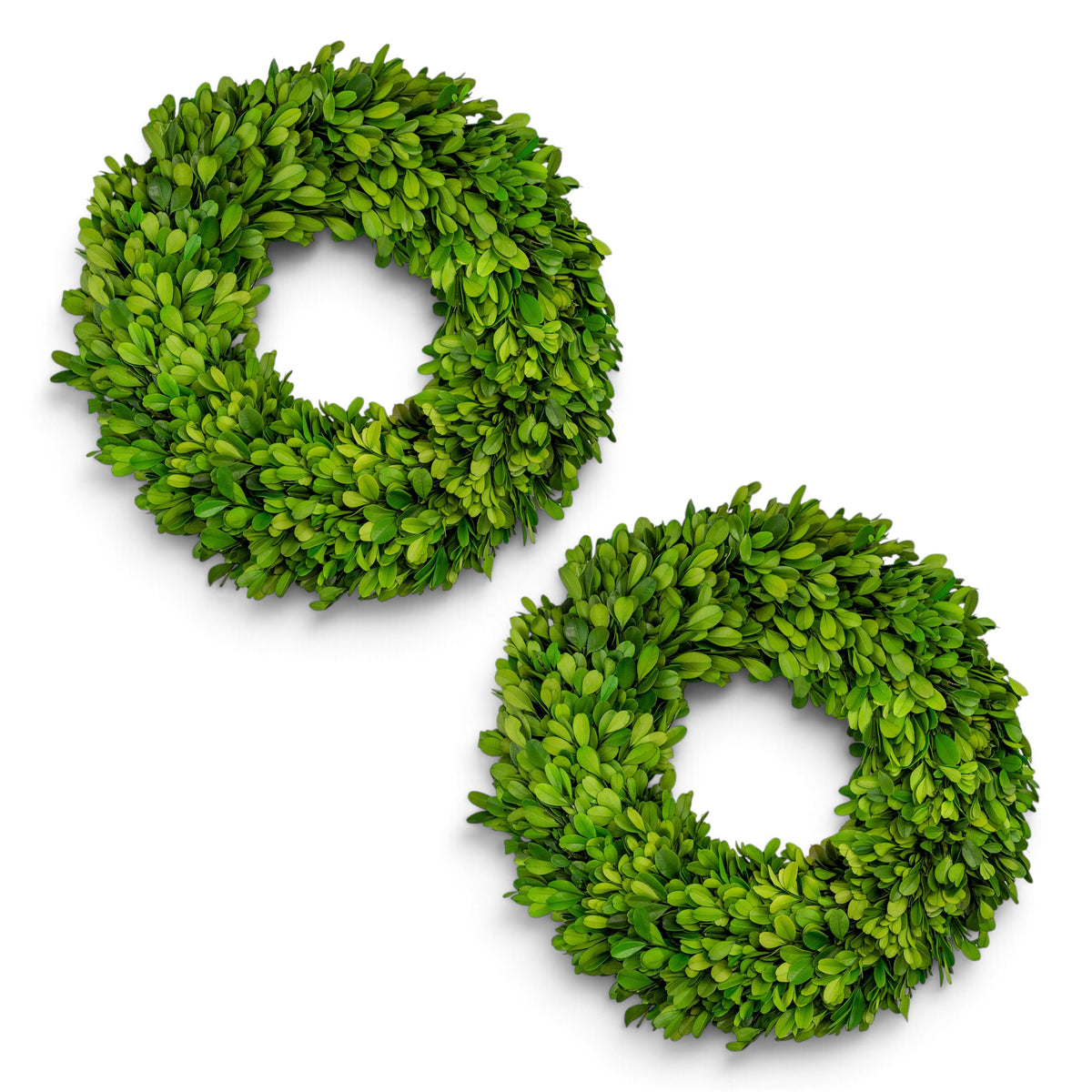 14" Preserved Boxwood Mini Ring Wreath, 2Pk