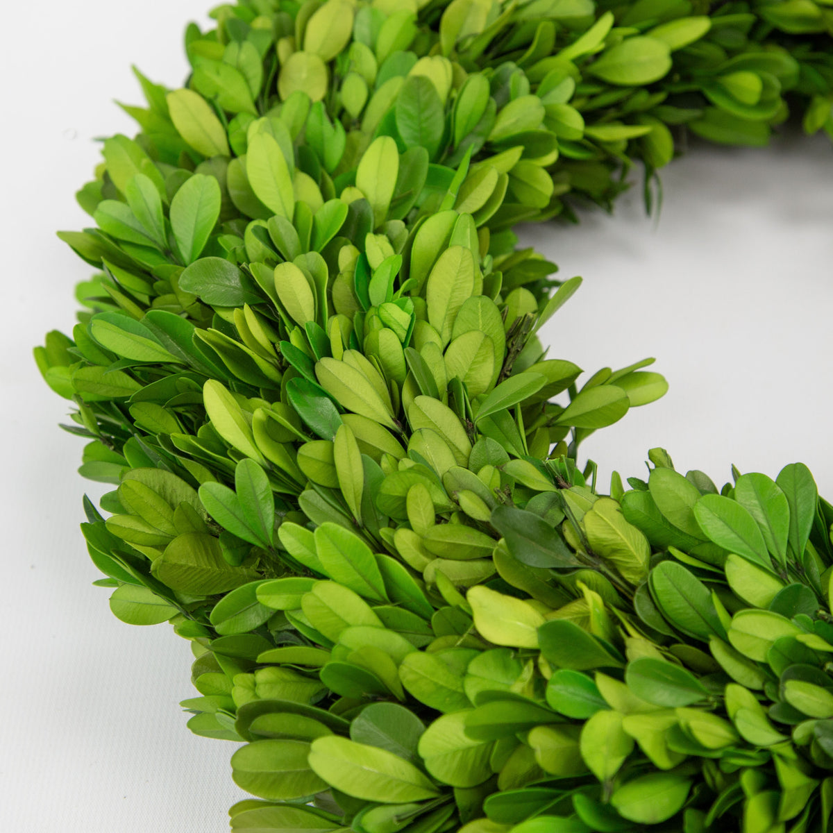 14" Preserved Boxwood Mini Ring Wreath, 2Pk