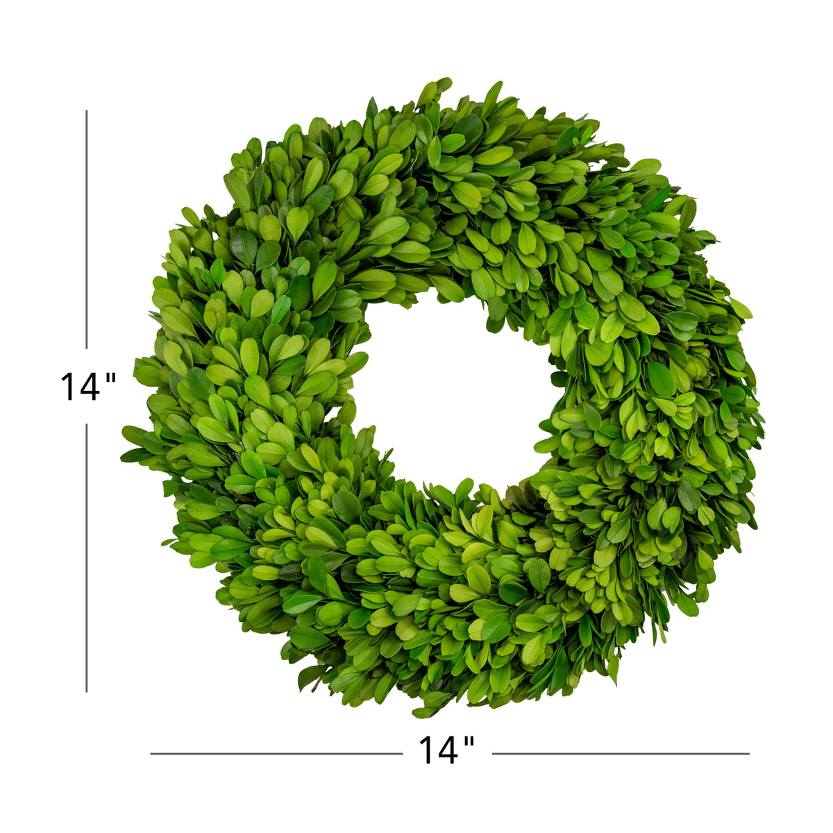 14" Preserved Boxwood Mini Ring Wreath, 2Pk