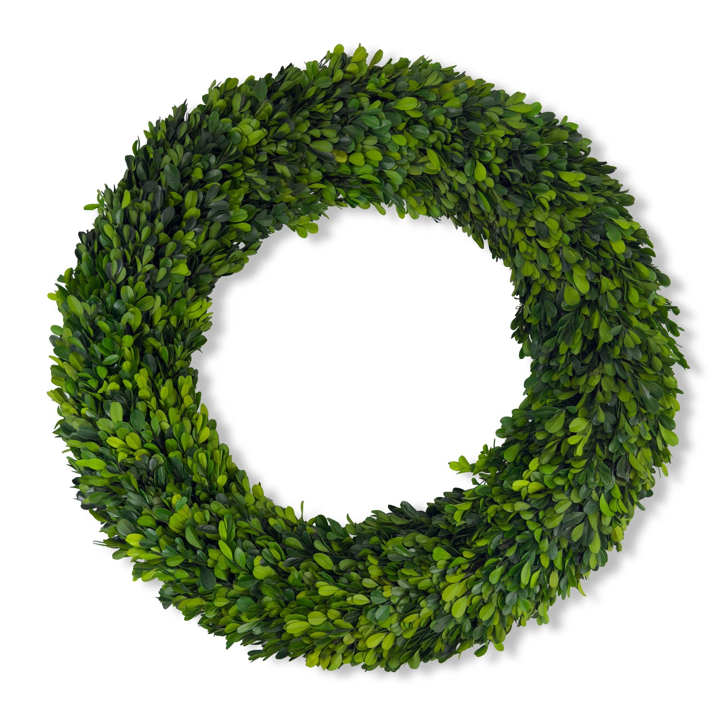 24" Preserved Boxwood Wreath
