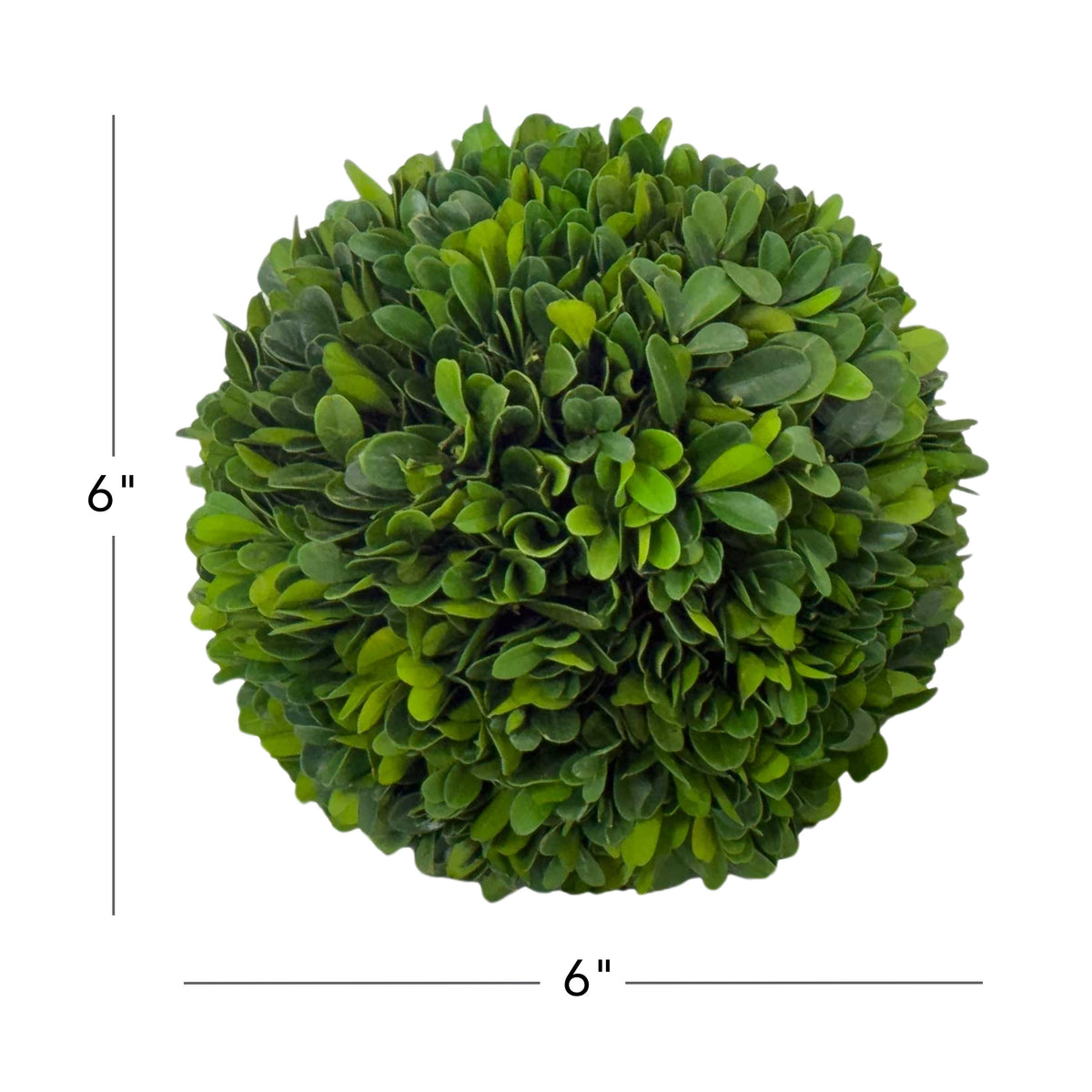 6" Preserved Boxwood Ball, 2Pk