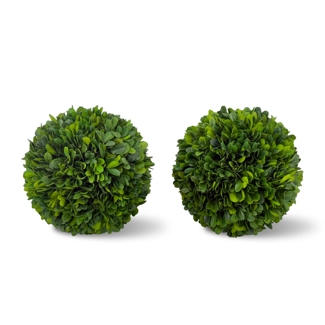 6" Preserved Boxwood Ball, 2Pk