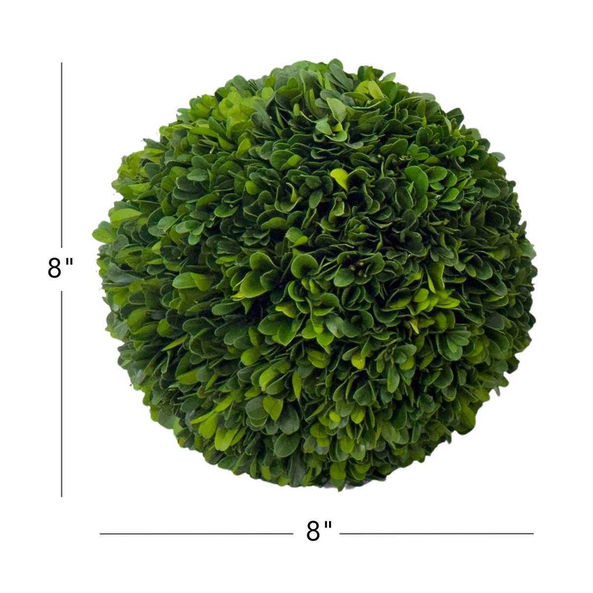 8" Preserved Boxwood Ball, 2Pk