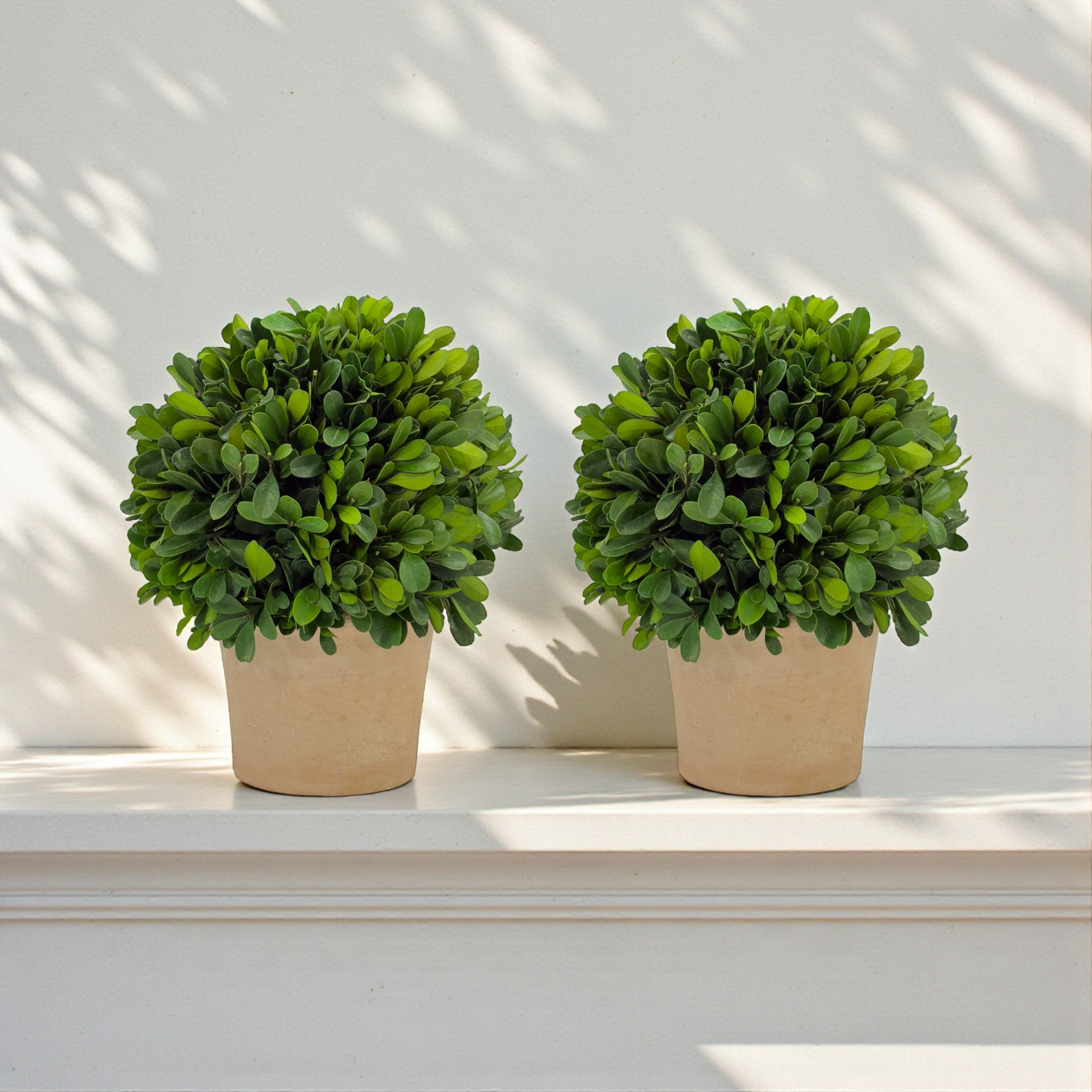 6" Preserved Boxwood Topiary, 2Pk