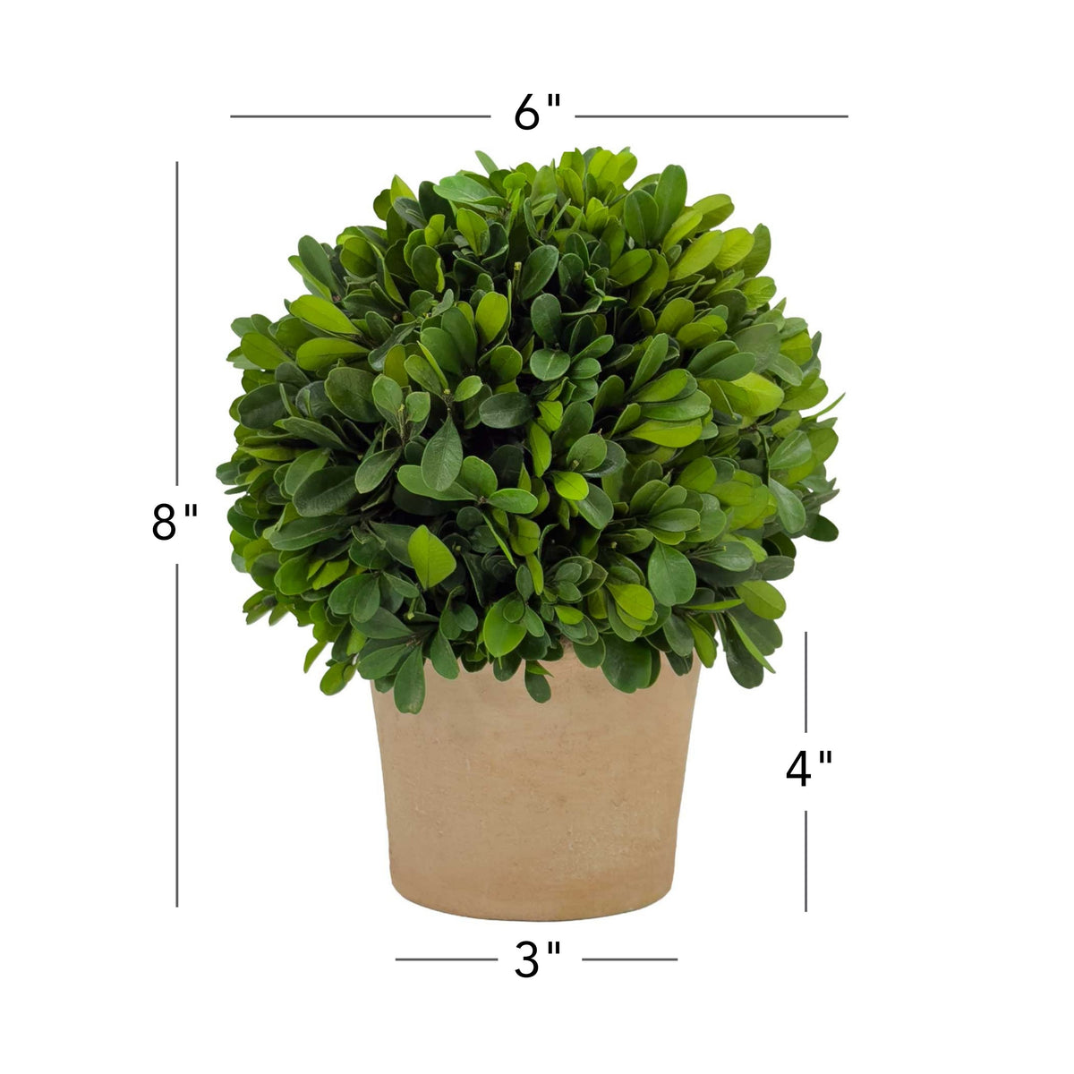 6" Preserved Boxwood Topiary, 2Pk