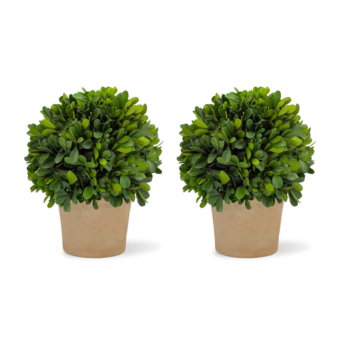 6" Preserved Boxwood Topiary, 2Pk
