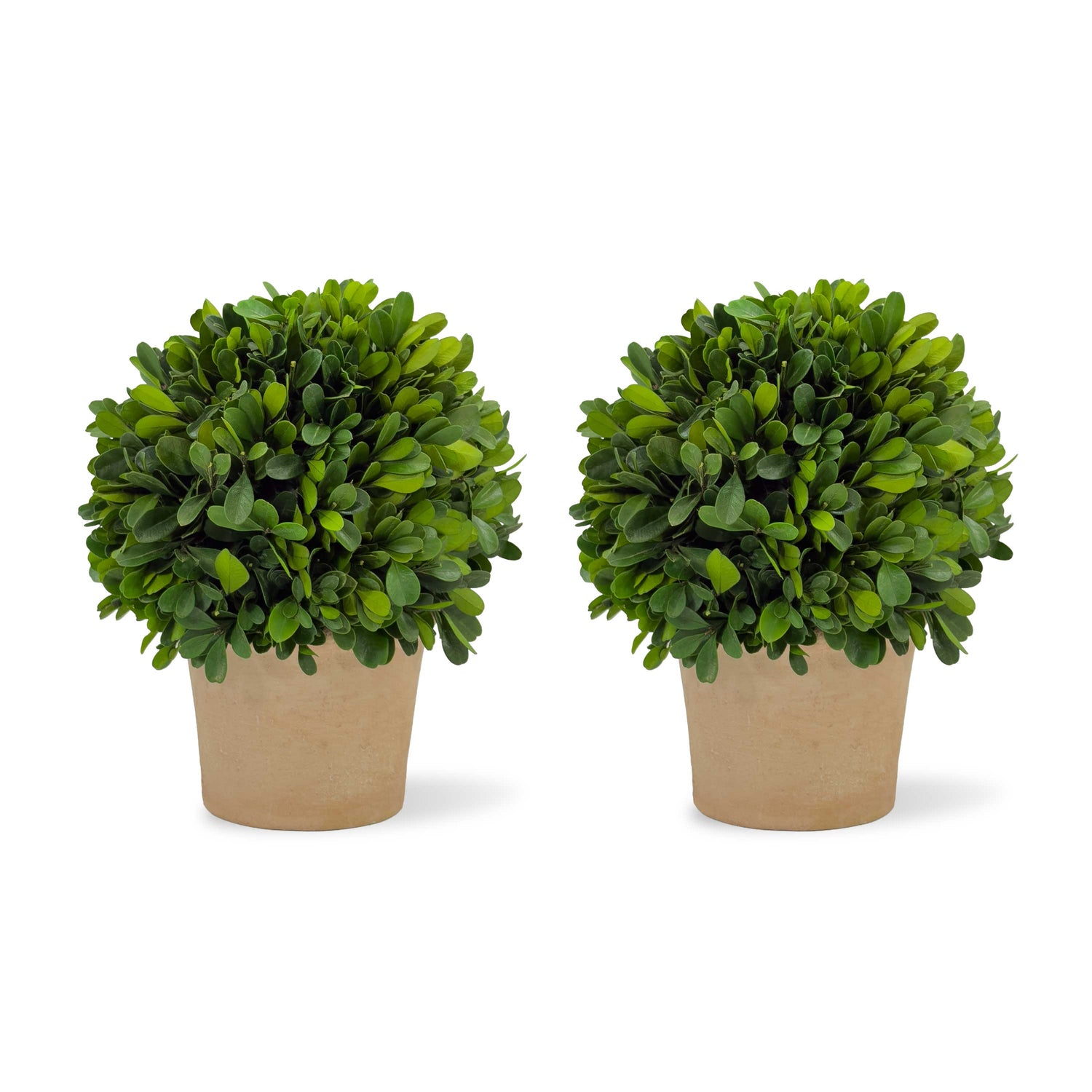 6" Preserved Boxwood Topiary, 2Pk