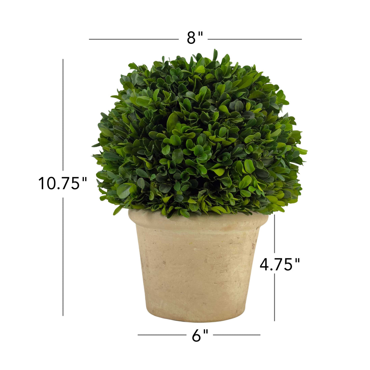 8" Preserved Boxwood Topiary, 2Pk