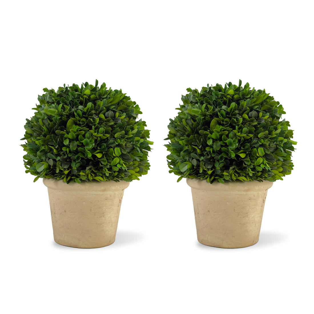 8" Preserved Boxwood Topiary, 2Pk