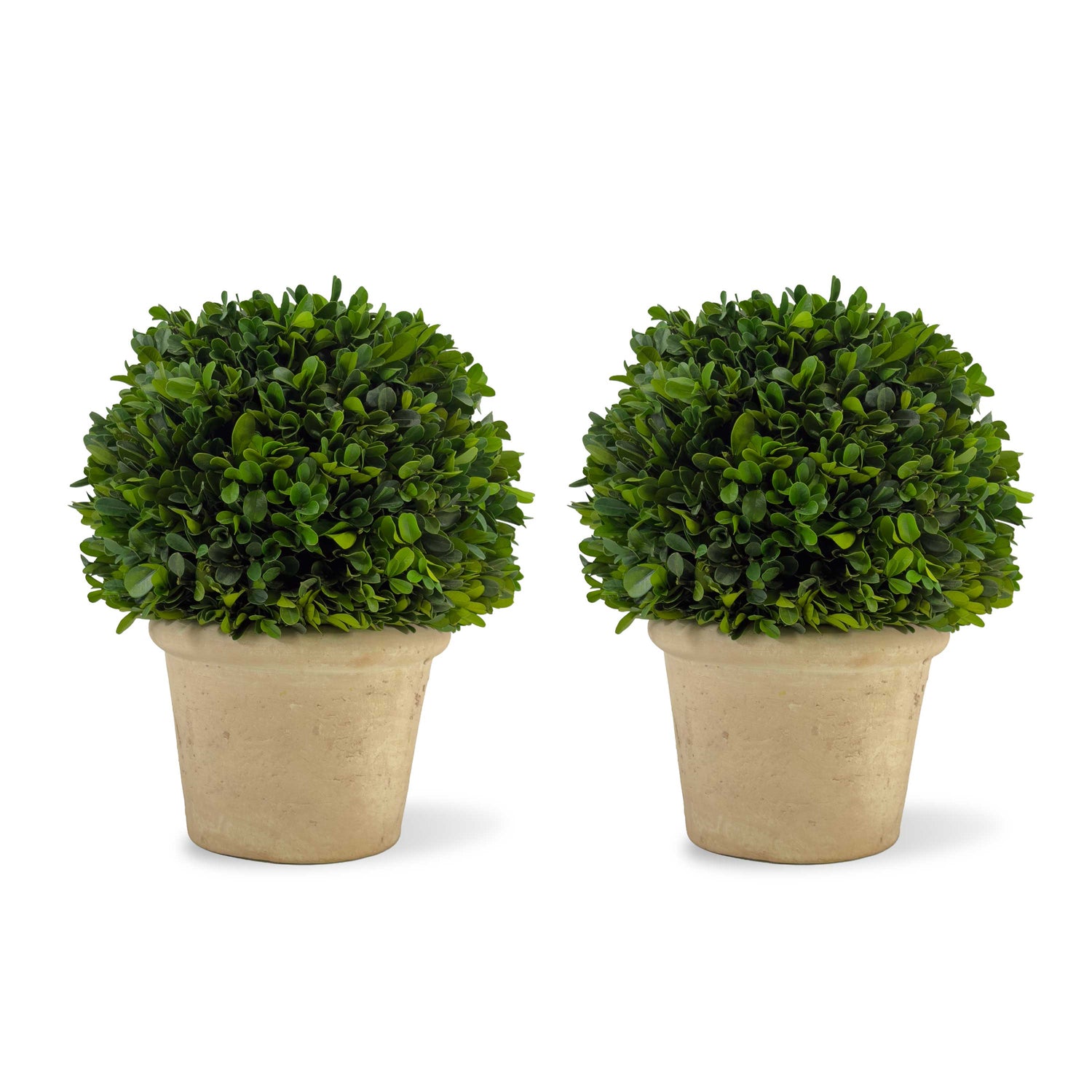 8" Preserved Boxwood Topiary, 2Pk