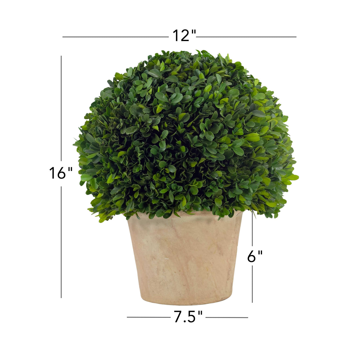 12" Preserved Boxwood Topiary