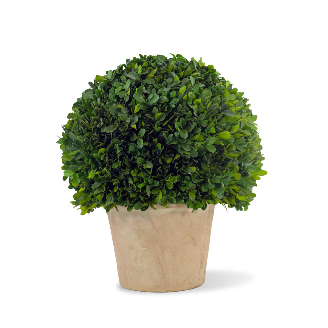 12" Preserved Boxwood Topiary