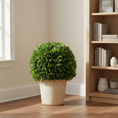 16" Preserved Boxwood Topiary