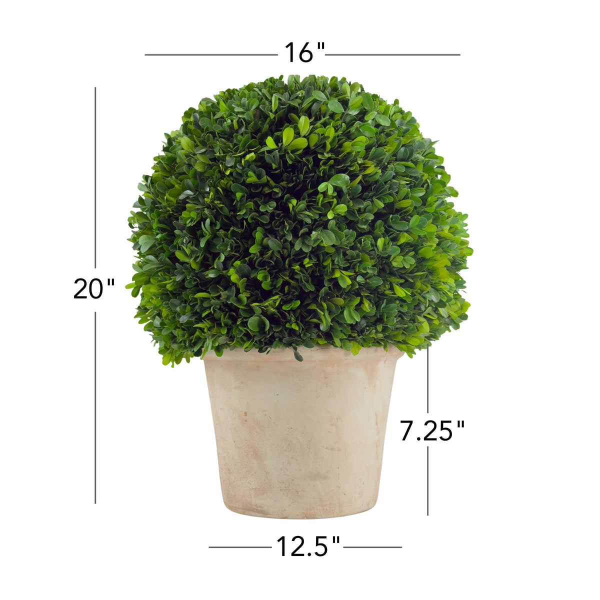 16" Preserved Boxwood Topiary