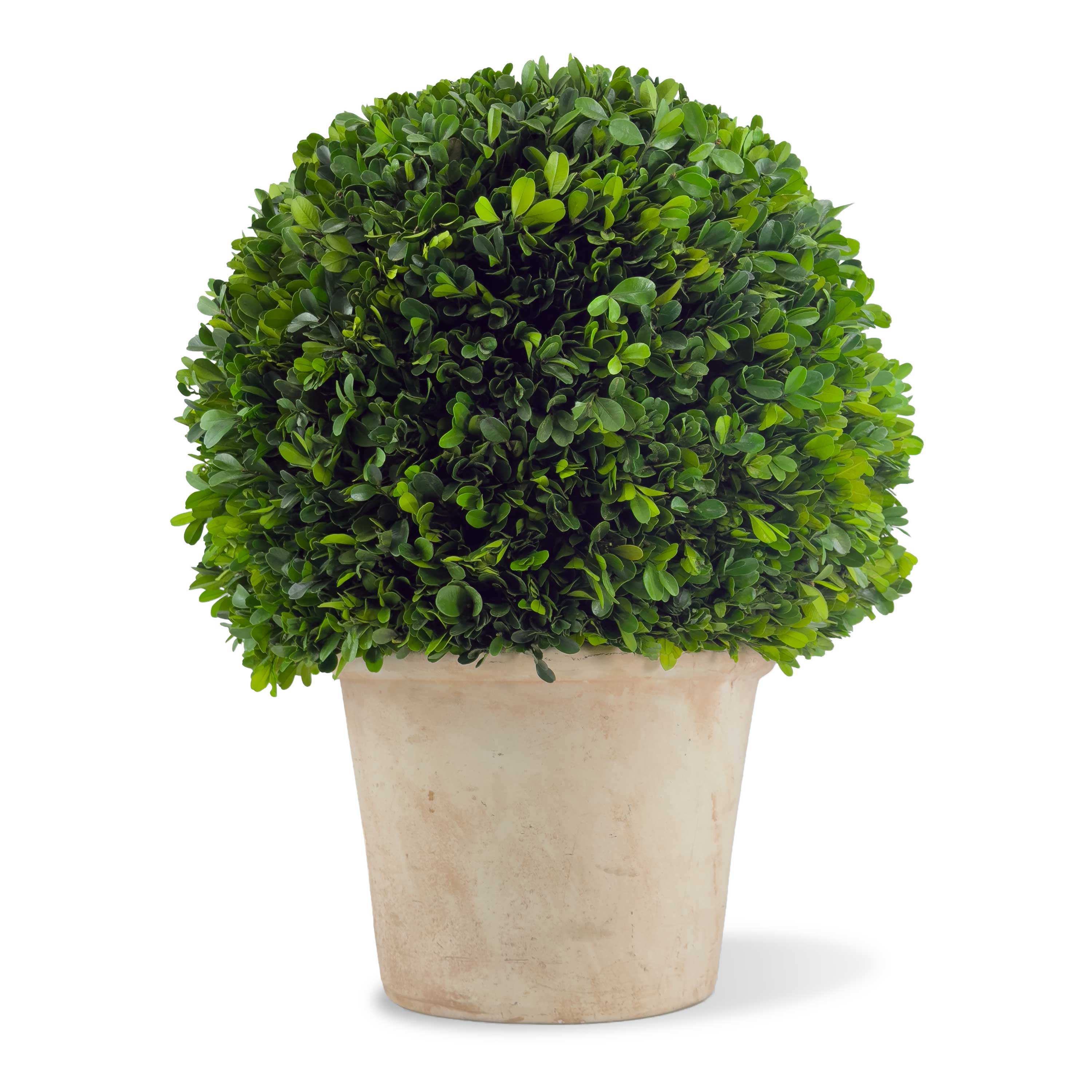 16" Preserved Boxwood Topiary