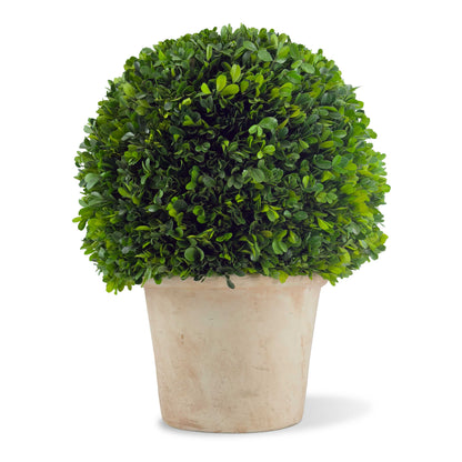 16" Preserved Boxwood Topiary