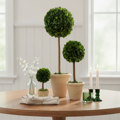 Set of 3 Preserved Single-ball Boxwood Topiary Pots