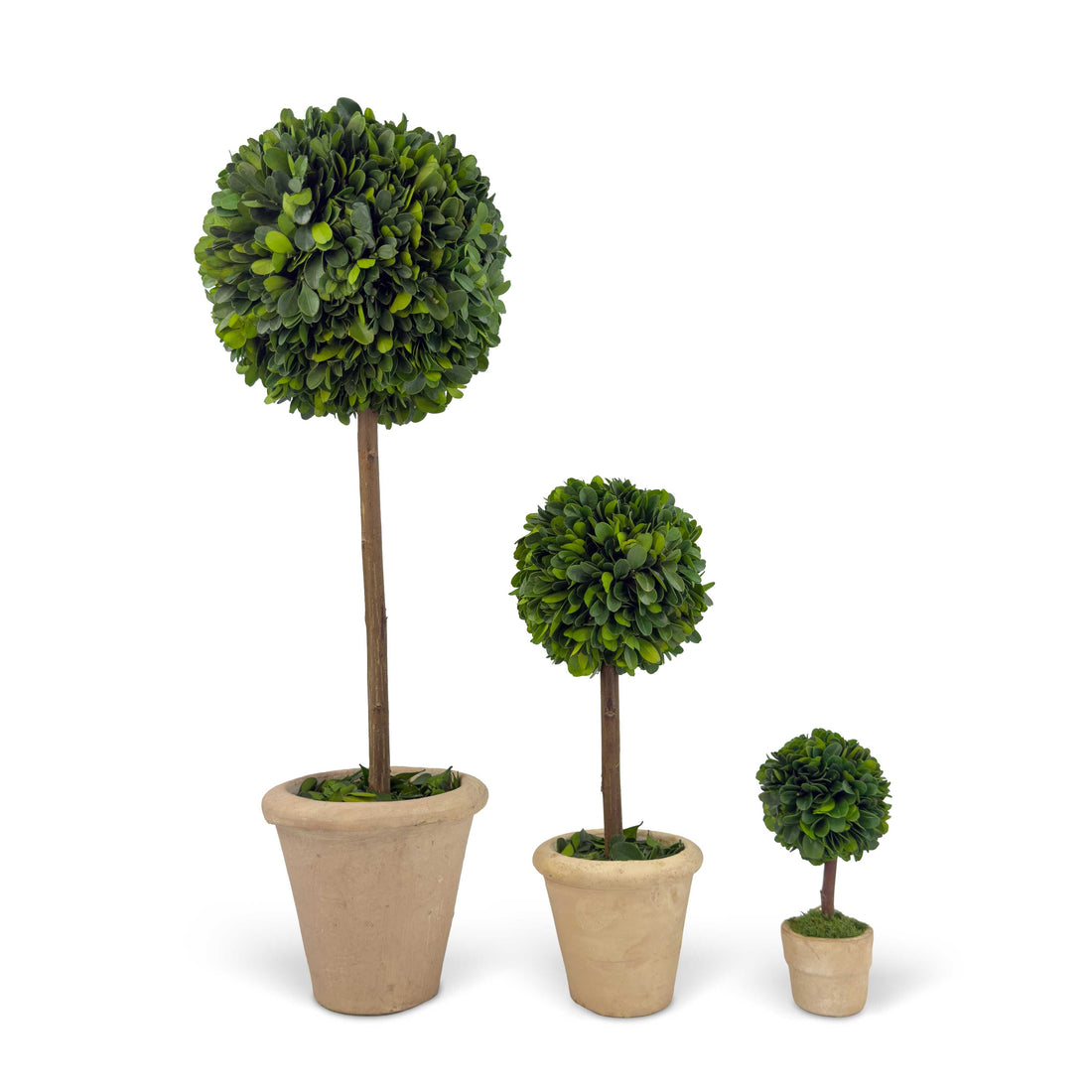Set of 3 Preserved Single-ball Boxwood Topiary Pots