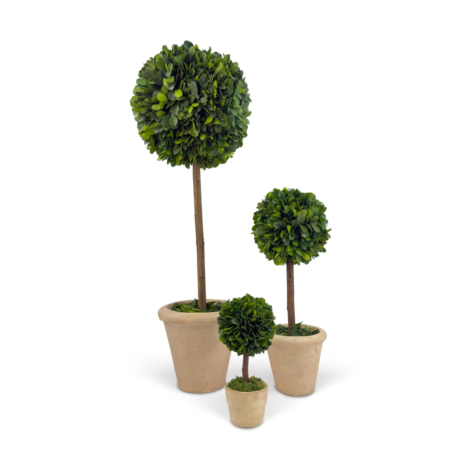 Set of 3 Preserved Single-ball Boxwood Topiary Pots