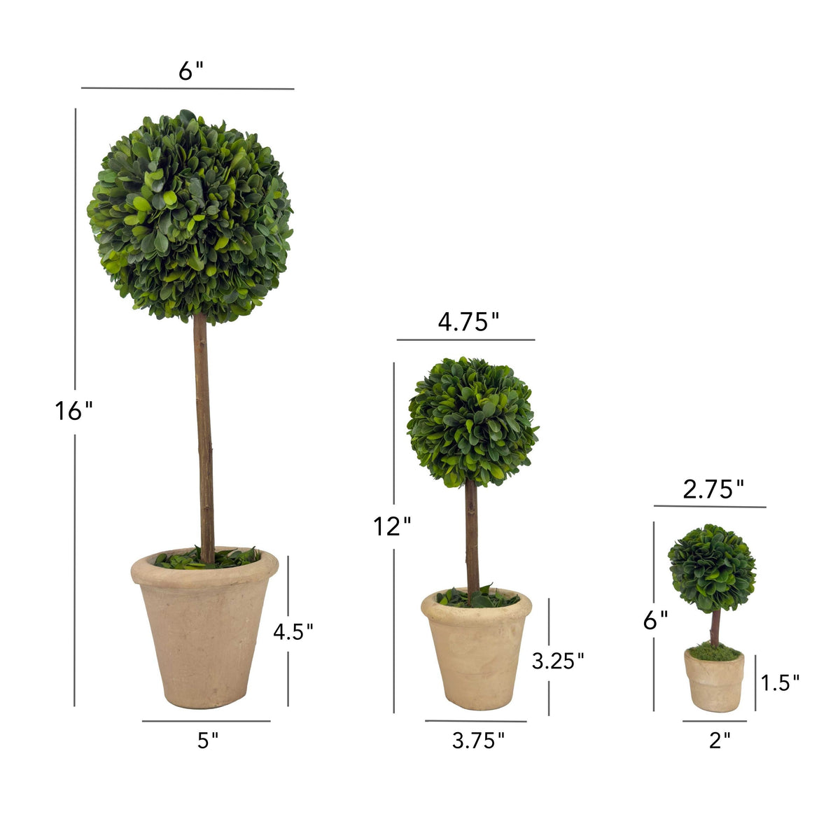 Set of 3 Preserved Single-ball Boxwood Topiary Pots