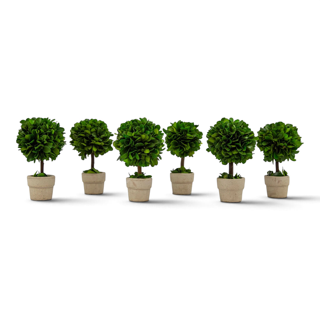 Set of six small preserved boxwood ball topiaries