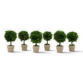 Set of six small preserved boxwood ball topiaries